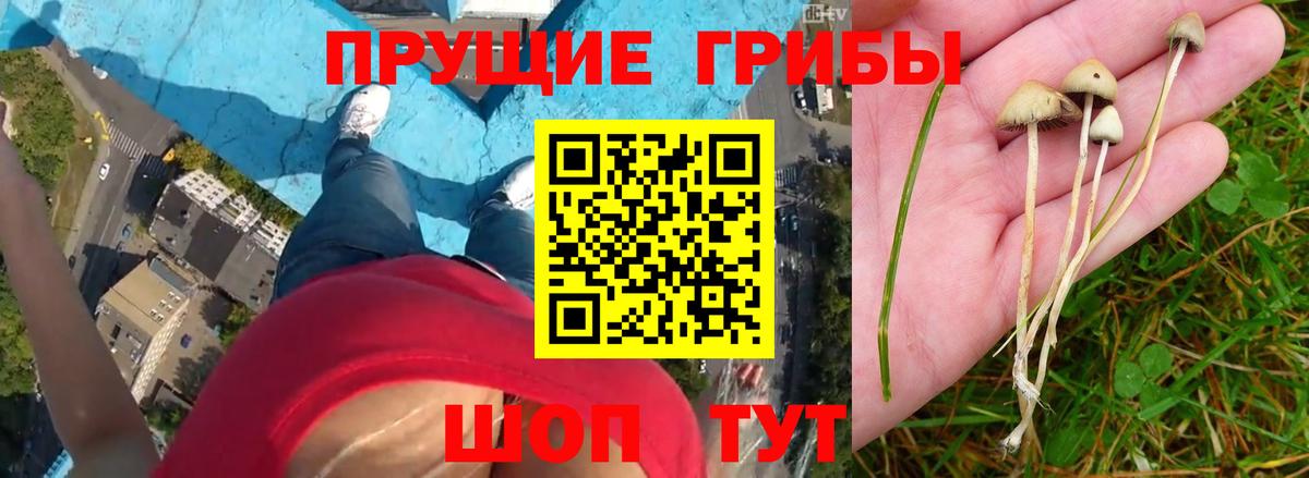 Ефремов  Псилоцибиновые грибы Cubensis  Галлюциногенные грибы Psilocybe  Вход с VPN 